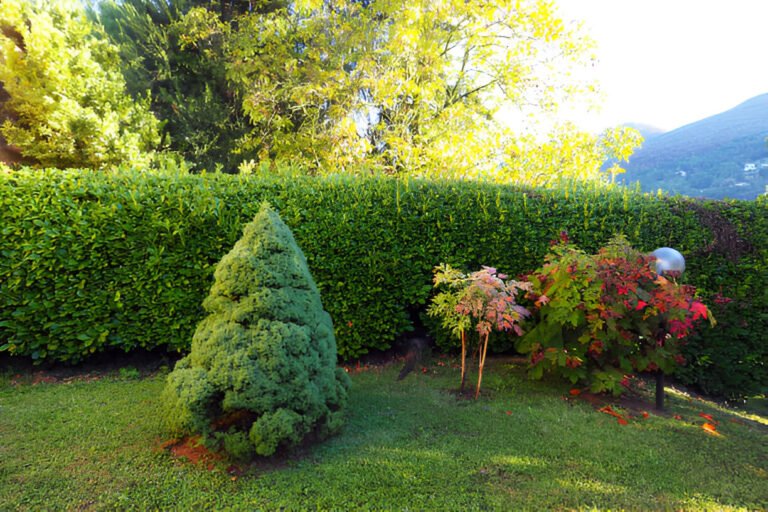 Fast Growing Shrubs for Privacy