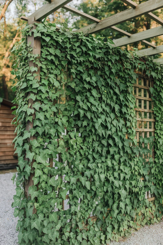 Green Walls with Climbing Plants