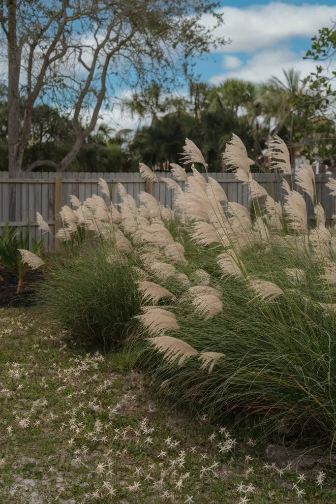 Native Grasses for a Beachy Look
