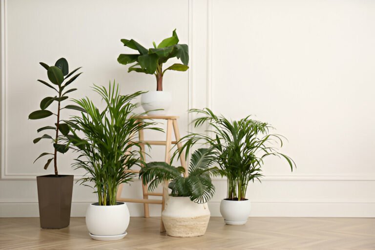 low light indoor plants