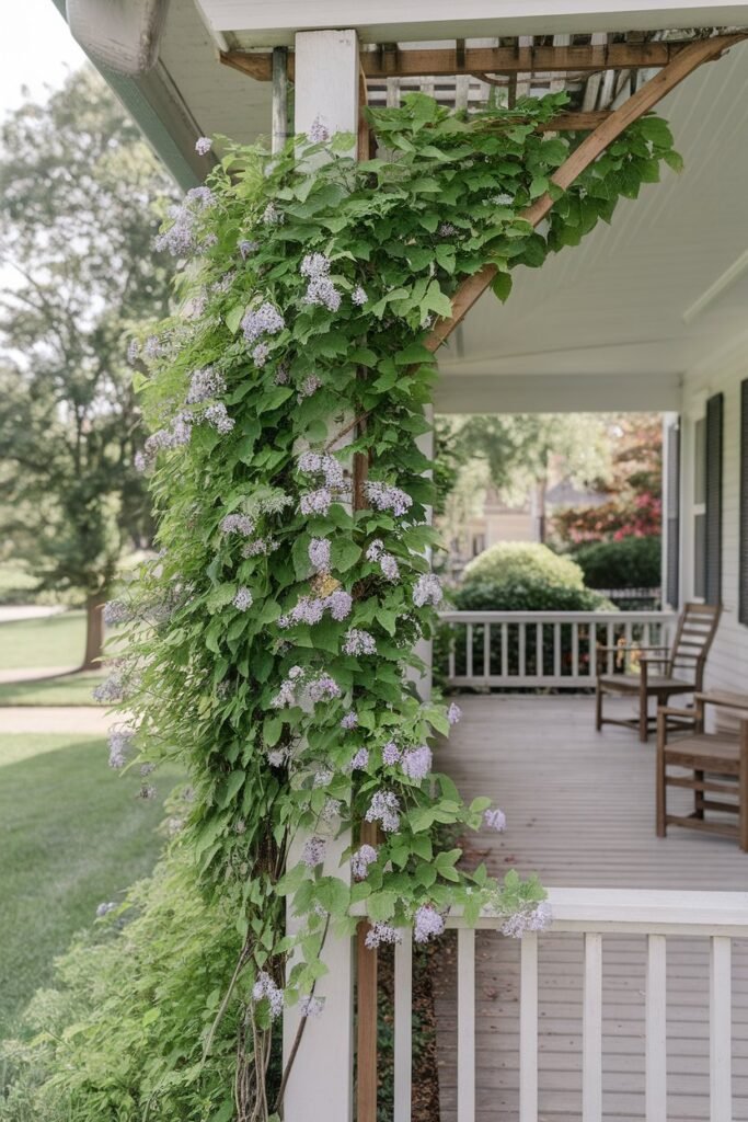 Climbing Plants on Trellis or Pergola