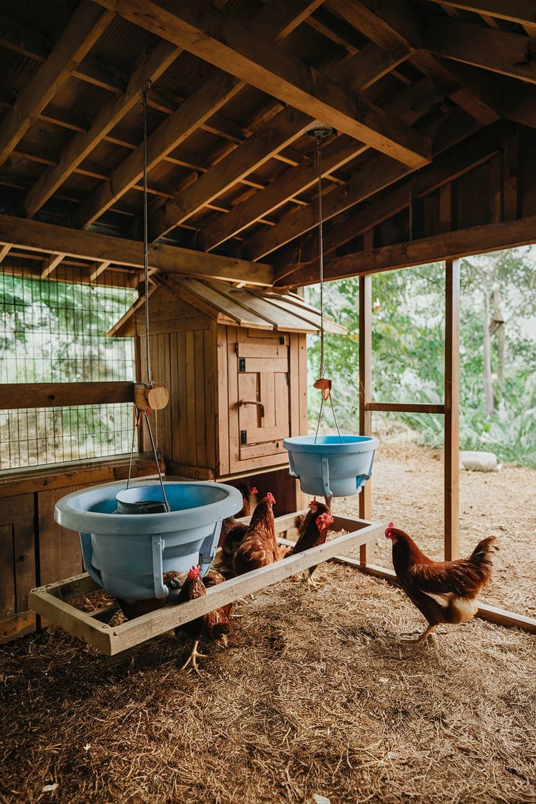 15 Inside Chicken Coop Designs: Creative & Functional Ideas for Your Flock
