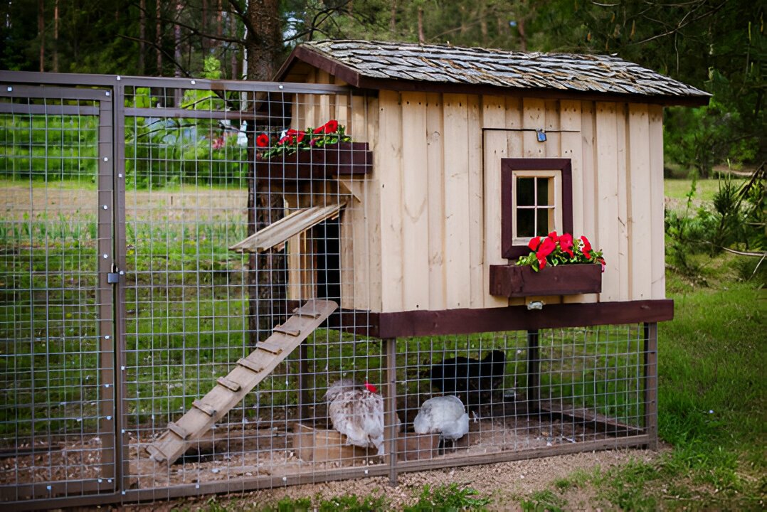 inside chicken coop designs