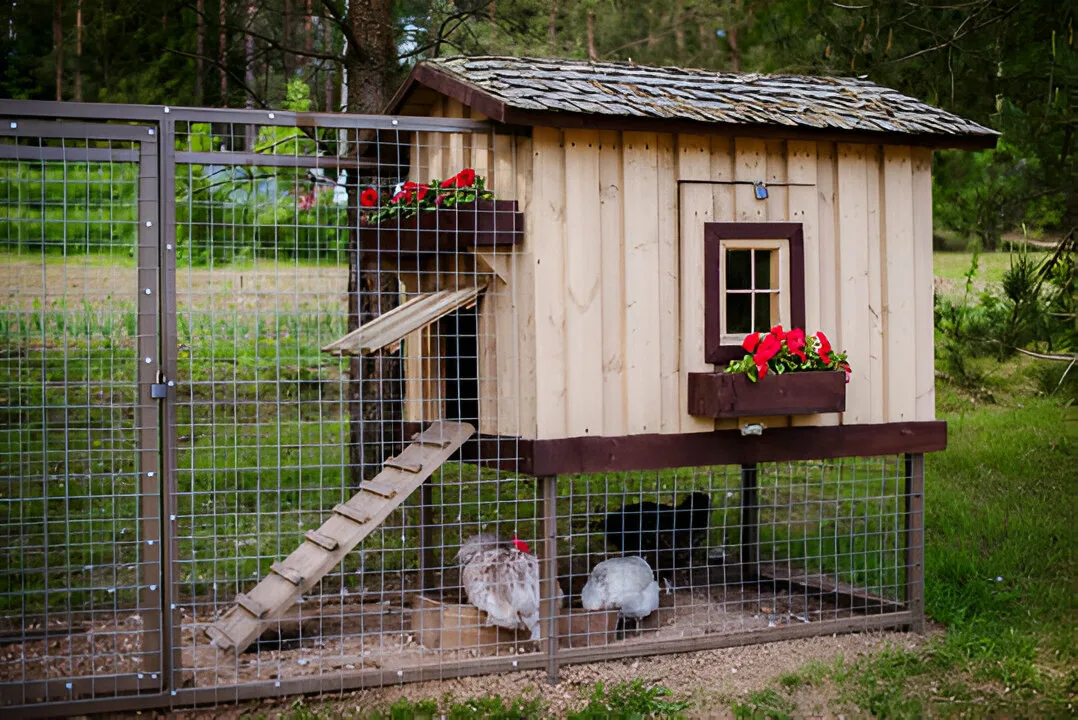 inside chicken coop designs