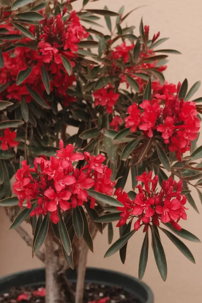 Oleander