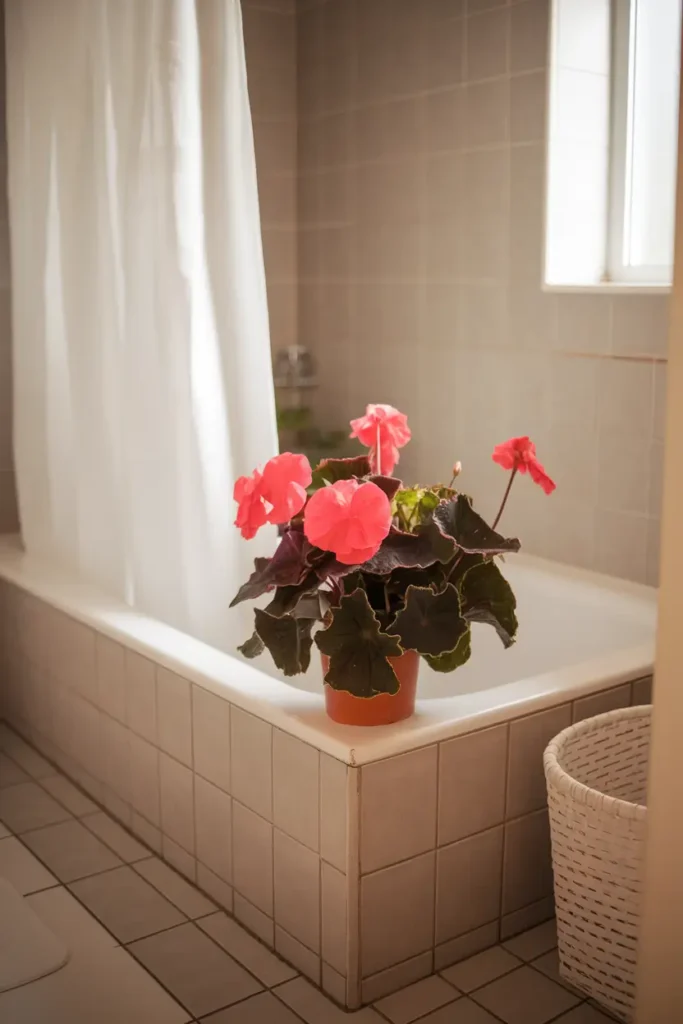 Begonia