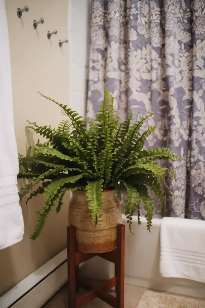 Boston Fern