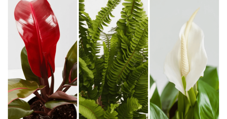 Indoor Plants That Help Reduce Stress and Anxiety