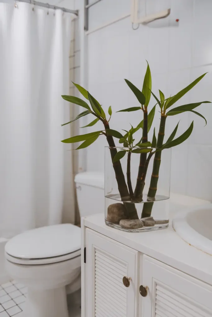 Lucky Bamboo