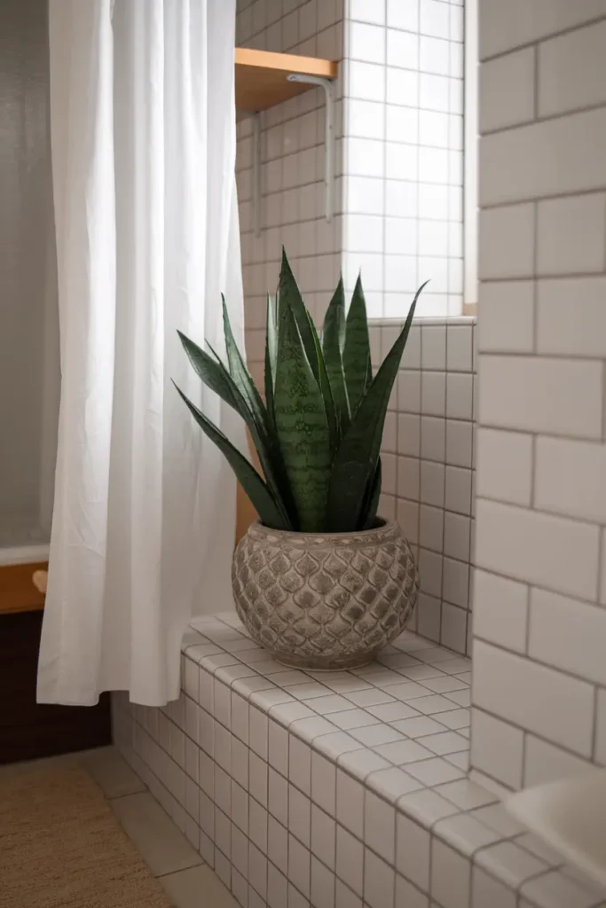 Snake Plant