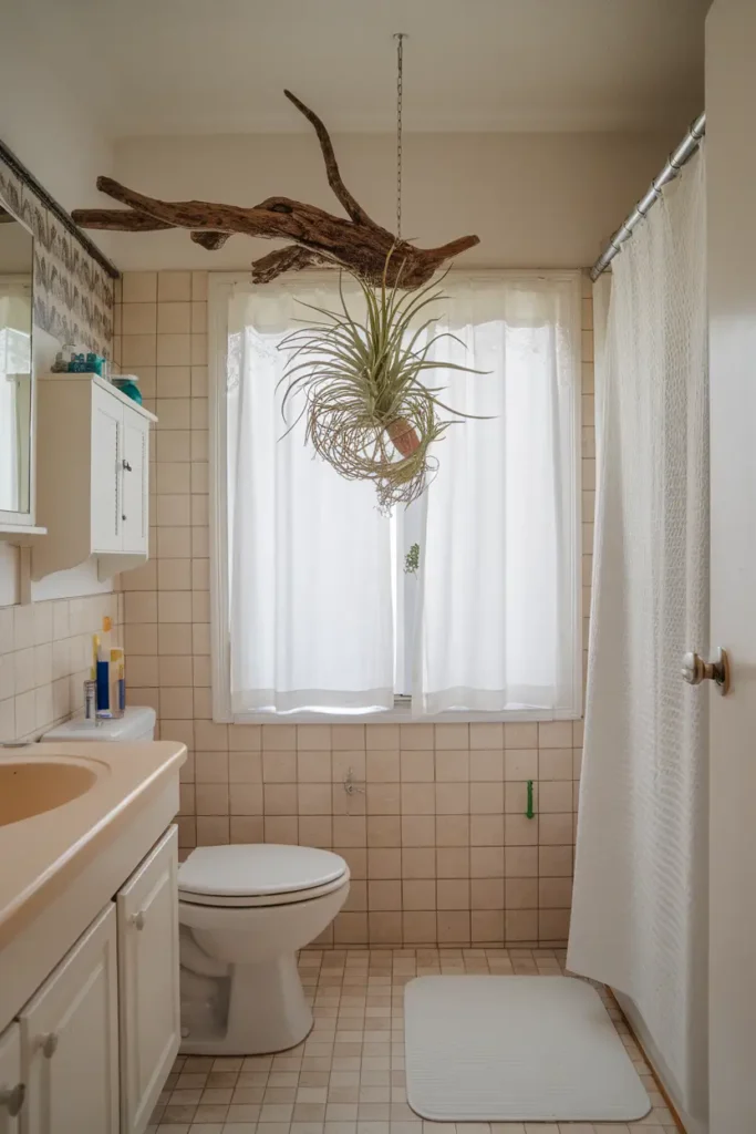 Tillandsia (