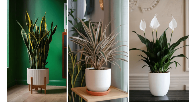 air purifying plants