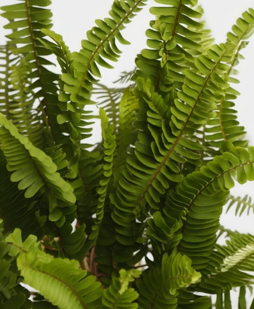Boston Fern – A Touch of the Forest Indoors
