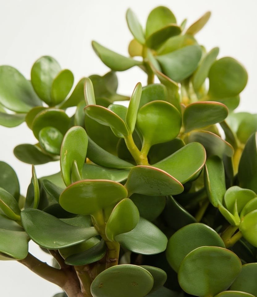 Jade Plant – A Symbol of Balance