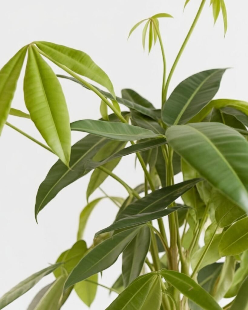 Money Tree – Good Vibes & Growth