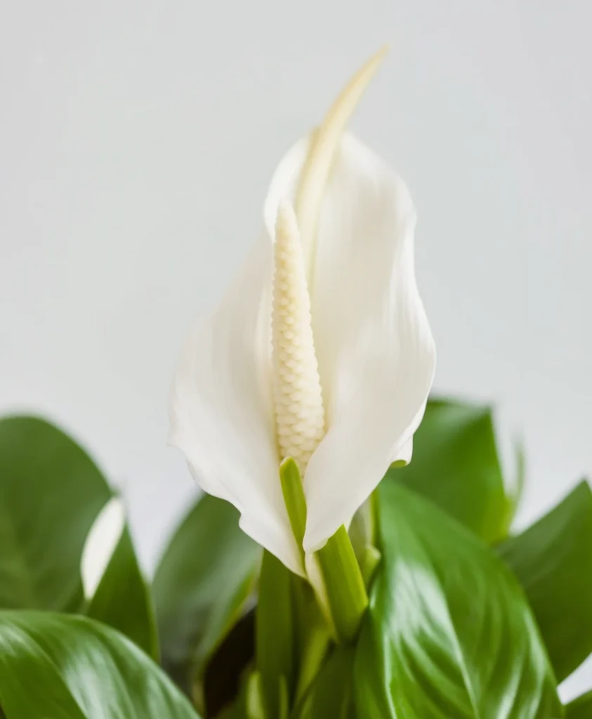 Peace Lily – Soothing and Serene