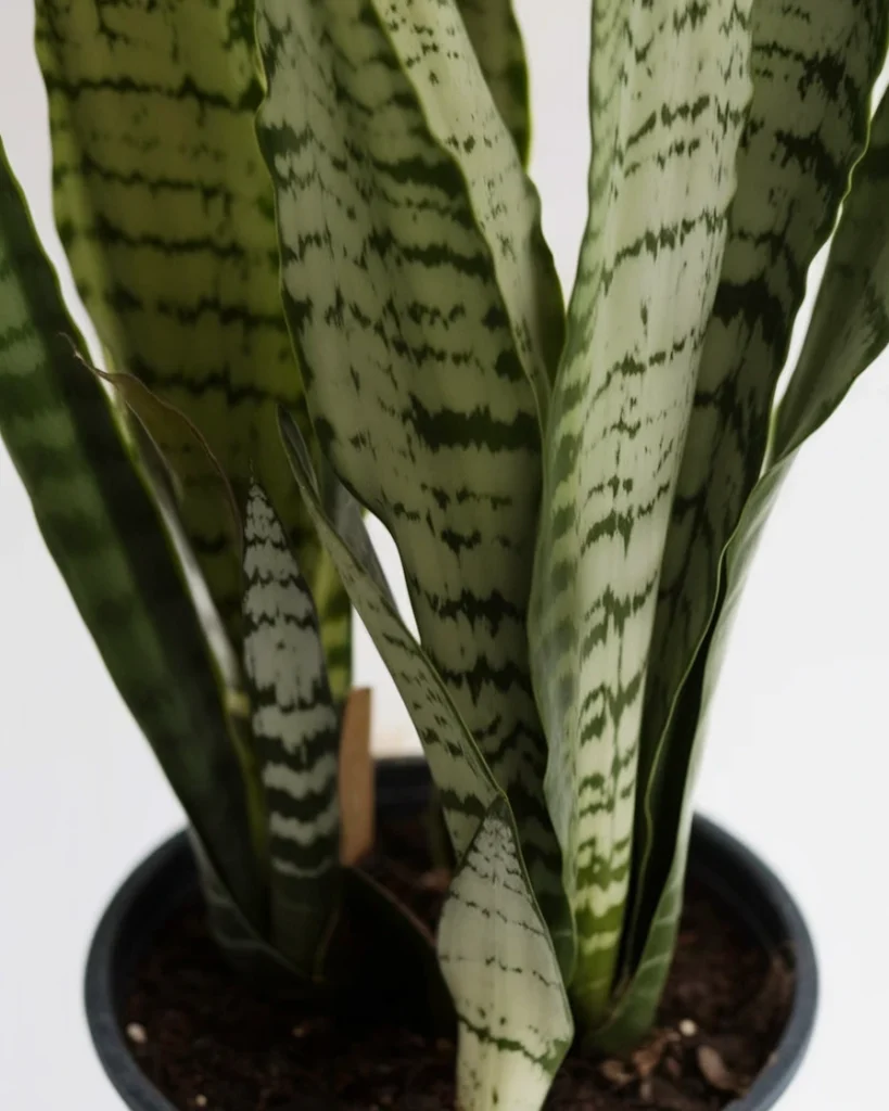 Snake Plants