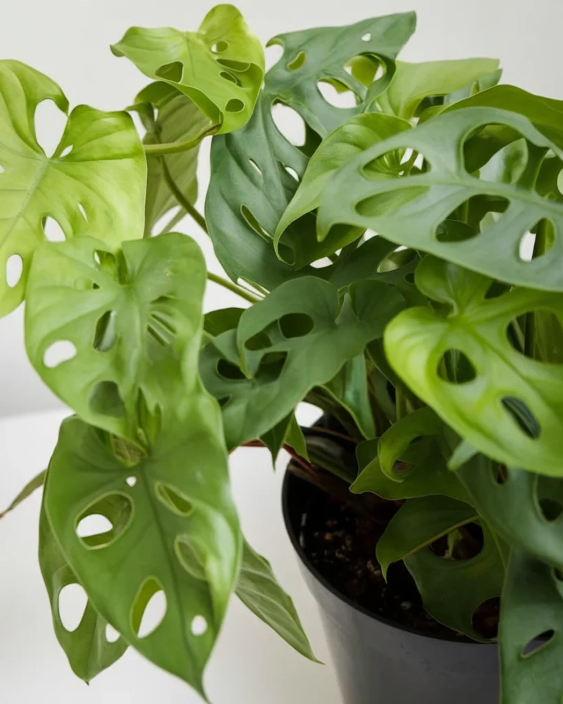 Monstera – The Icon of Indoor Calm