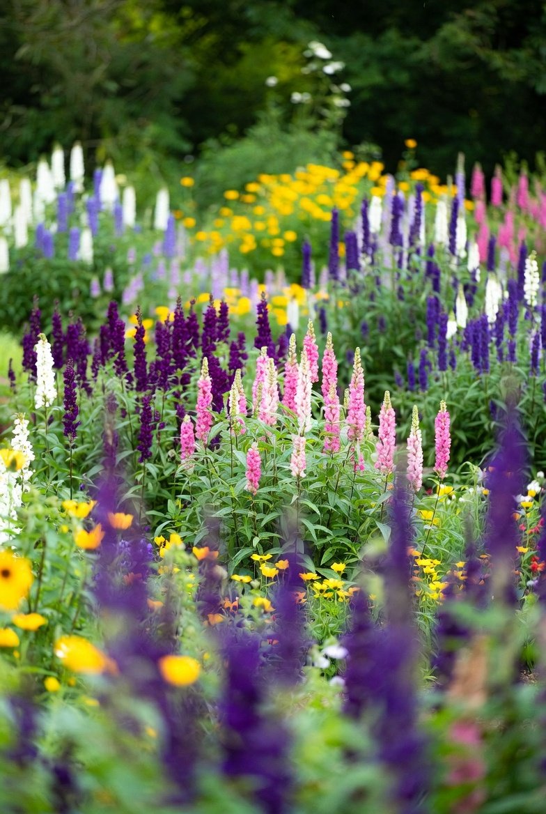 polinator garden ideas